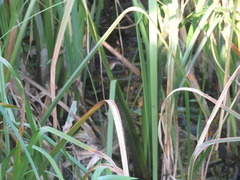 Laterallus melanophaius