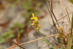 Dalea prostrata
