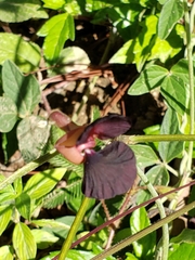 Macroptilium atropurpureum