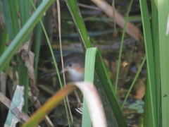 Laterallus melanophaius