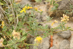 Dalea prostrata