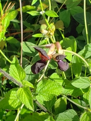 Macroptilium atropurpureum