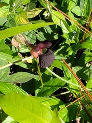 Macroptilium atropurpureum