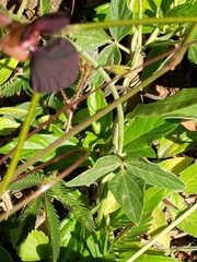 Macroptilium atropurpureum