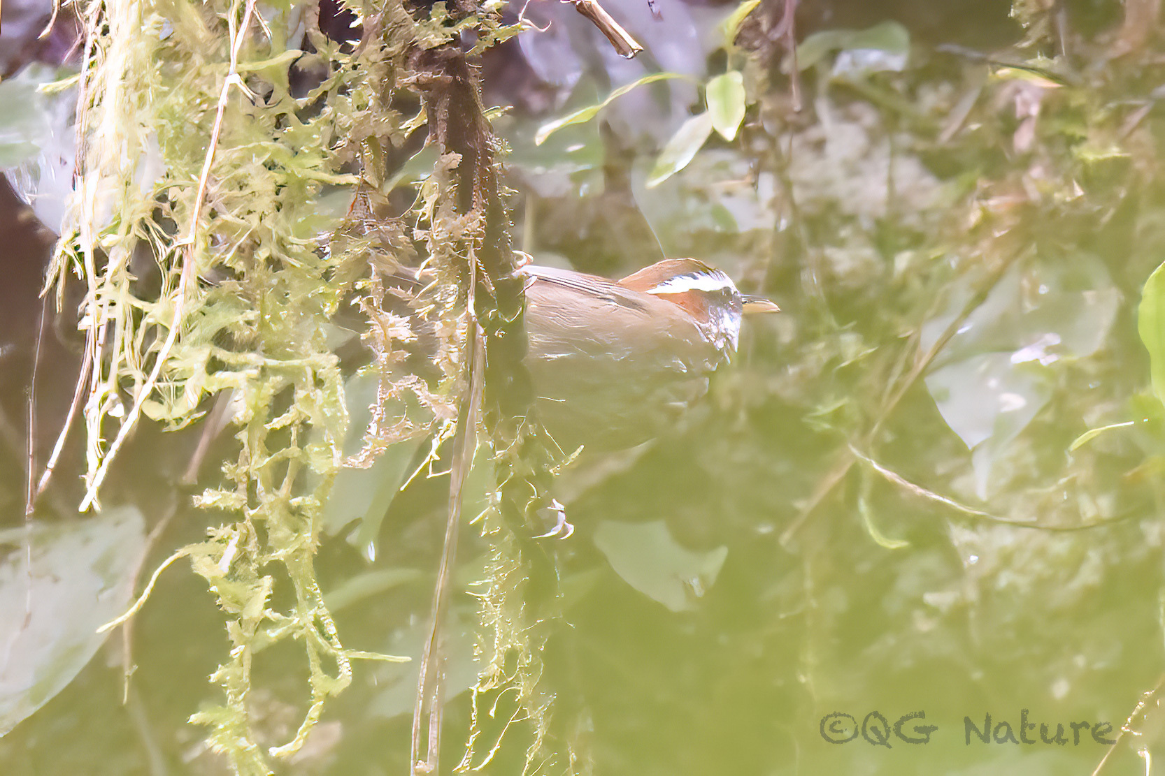 Streak-breasted Scimitar Babbler