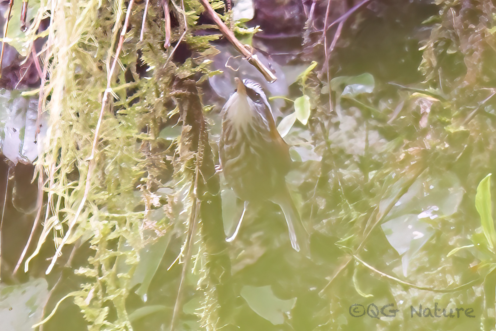 Streak-breasted Scimitar Babbler