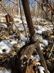 Triosteum