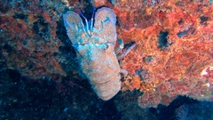 Scyllarides latus