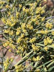 Ephedra chilensis