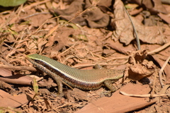 Eutropis carinata