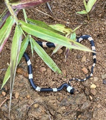 Oxyrhopus petolarius