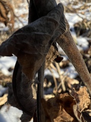 Triosteum