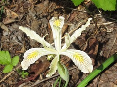 Iris chrysophylla