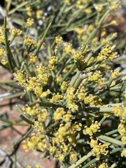 Ephedra chilensis