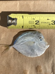 Selene setapinnis