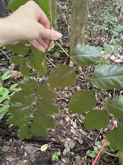 Pterocarpus