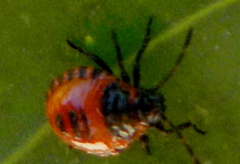 Eurydema