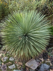 Agave stricta