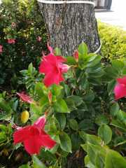 Mandevilla sanderi
