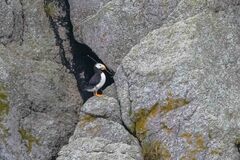 Fratercula corniculata