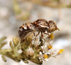 Epacmoides biumbonatus