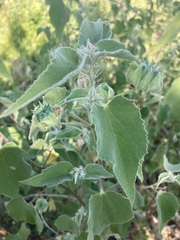 Abutilon californicum