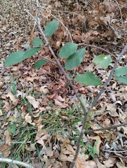 Sideroxylon lycioides