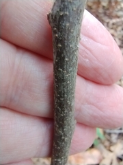 Sideroxylon lycioides