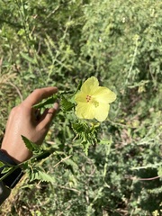 Hibiscus ribifolius