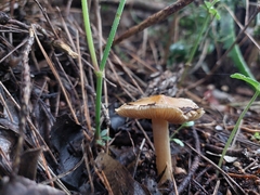 Pseudosperma sororium