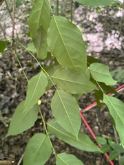 Pterocarpus