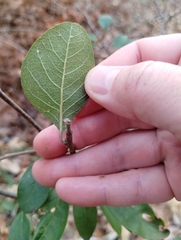 Sideroxylon lycioides