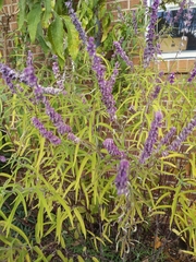 Salvia farinacea