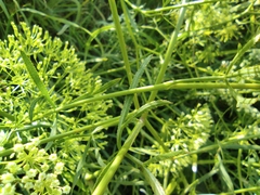 Falcaria vulgaris