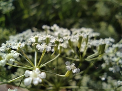 Falcaria vulgaris