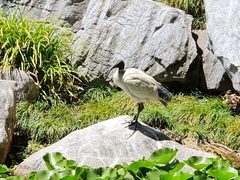 Threskiornis molucca