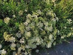 Falcaria vulgaris