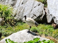 Threskiornis molucca