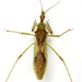 Pale Green Assassin Bug - Photo (c) Mike Quinn, Austin, TX, some rights reserved (CC BY-NC), uploaded by Mike Quinn, Austin, TX