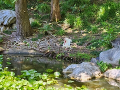 Threskiornis molucca