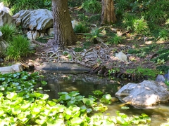 Threskiornis molucca