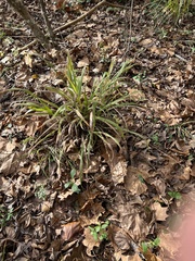 Chasmanthium sessiliflorum