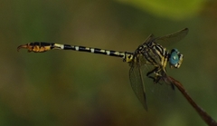 Paragomphus lineatus