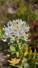 Lachnaea
