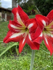 Hippeastrum hybridum