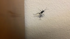Evania appendigaster