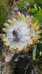 Protea magnifica