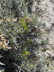 Anarthrophyllum desideratum