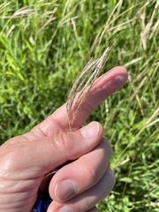 Bothriochloa pertusa