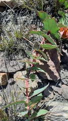 Protea amplexicaulis